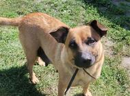 Grajewo ogłoszenia: Witam, mam na oddanie 3 suczki, urodzone 01.02.2026 już mogą... - zdjęcie