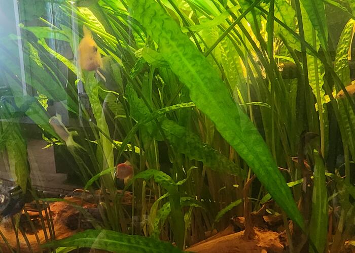 Grajewo ogłoszenia: Sprzedam rośliny akwariowe, widocznie na zdj. Cena do uzgodnienia